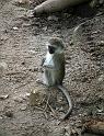 Baby Vervet Monkey